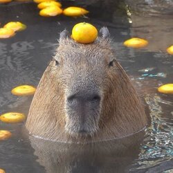 Логотип capybara