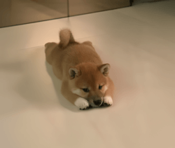 INU Logo