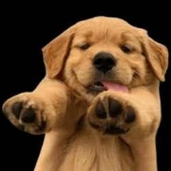Логотип BUDDY