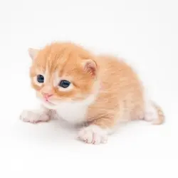 Логотип GARY