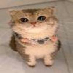 ChatGPT Cat
