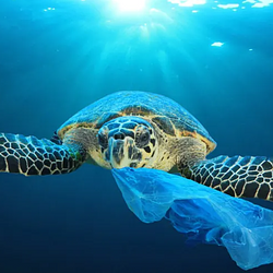 Unbagging The Ocean