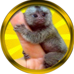 Логотип Finger Monkey