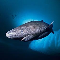 Логотип Greenland Shark