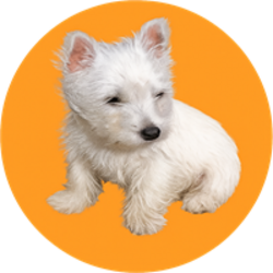 LilyBux Logotyp
