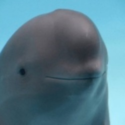 Smiling Dolphin 圖標
