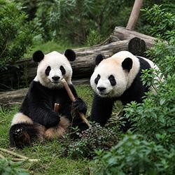 Логотип Ping Ping and Fu Shuang
