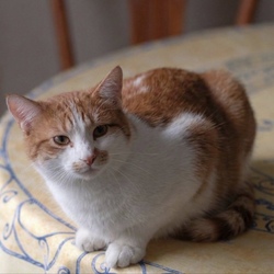Tibanne Thecat ロゴ