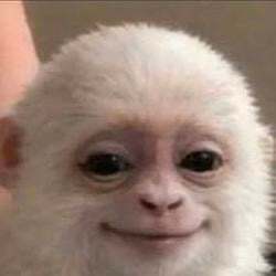 Albert the Monkey