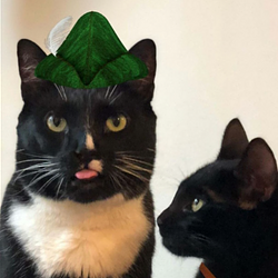 MEOWOOD