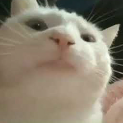 Dự đoán giá Vibing Cat