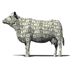 Cash Cow
