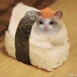 Sushi Cat