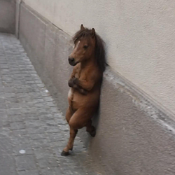 Nonchalant Horse