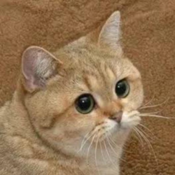 Starecat