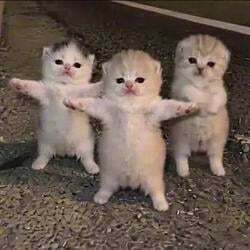 Dancing Kittens