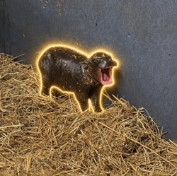 The Pygmy Hippo