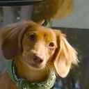 Roscoe Dog Logoja