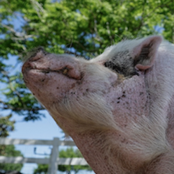 WADDLES LIVE